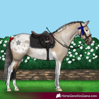 Horse Color:Gray Bay Dun Tobiano Appaloosa Rabicano