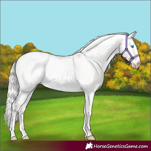 Horse Color:Silver Perlino Roan Dun Tobiano