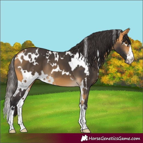 Horse Color:White Spotted Buckskin 