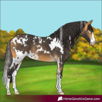 Horse Color:White Spotted Buckskin 