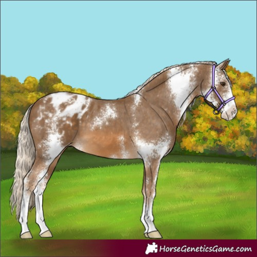 Horse Color:Chocolate Palomino Sabino Appaloosa