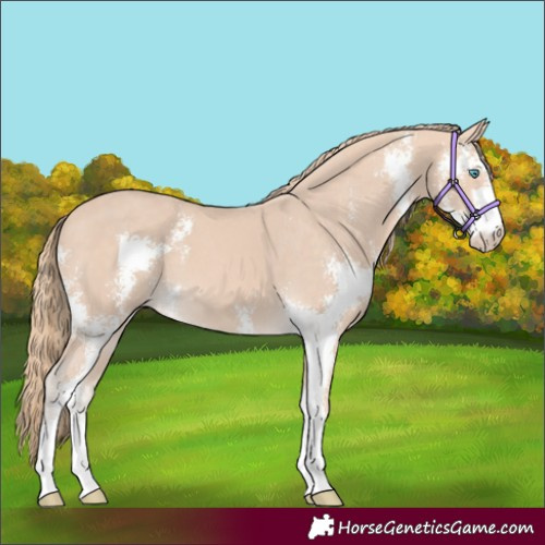 Horse Color:Perlino Sabino 