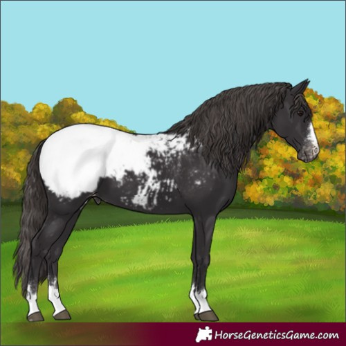 Horse Color:Unknown 