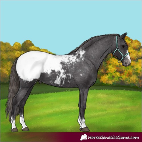 Horse Color:Smoky Black Appaloosa 
