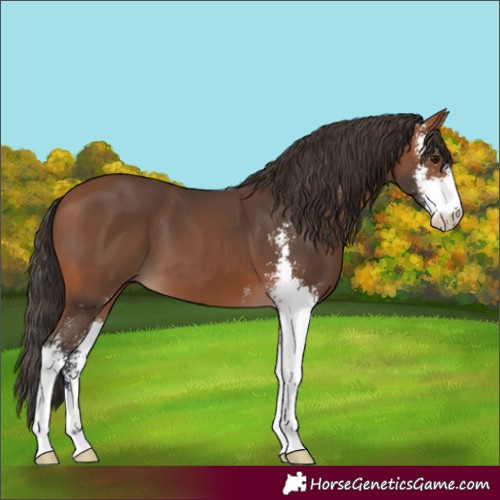 Horse Color:Bay Sabino 