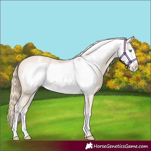 Horse Color:Perlino Frame Appaloosa 