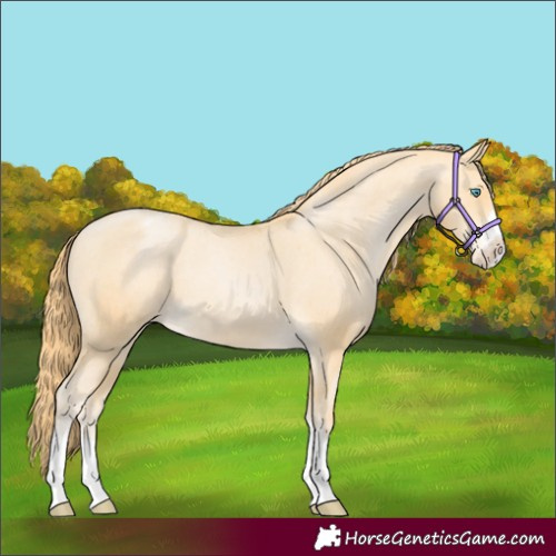 Horse Color:Buckskin Pearl Appaloosa 