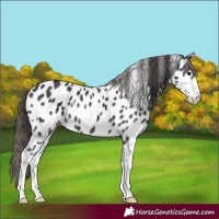Horse Color:Smoky Black Sabino Appaloosa Rabicano 
