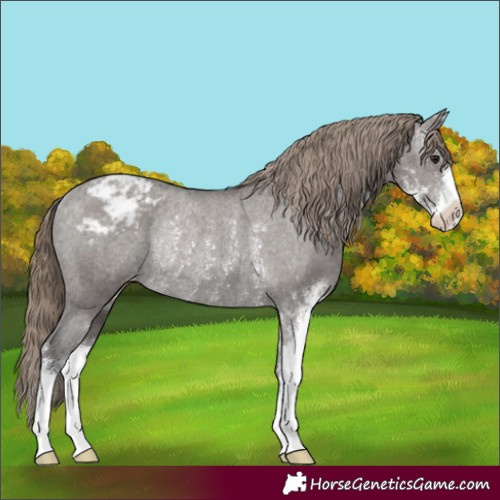 Horse Color:Smoky Grullo Sabino Varnish Rabicano 