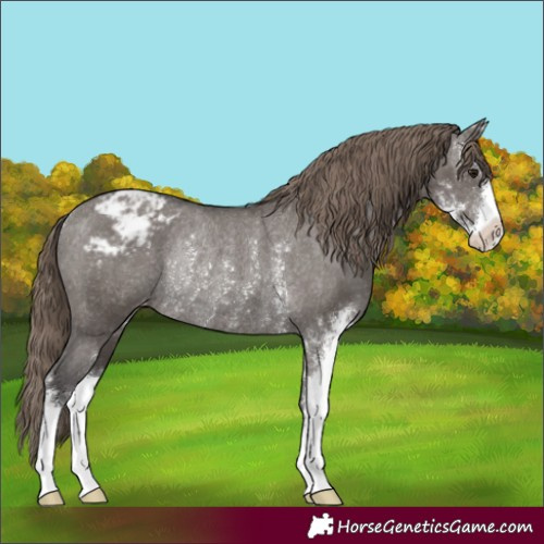 Horse Color:Smoky Grullo Sabino Appaloosa Rabicano 