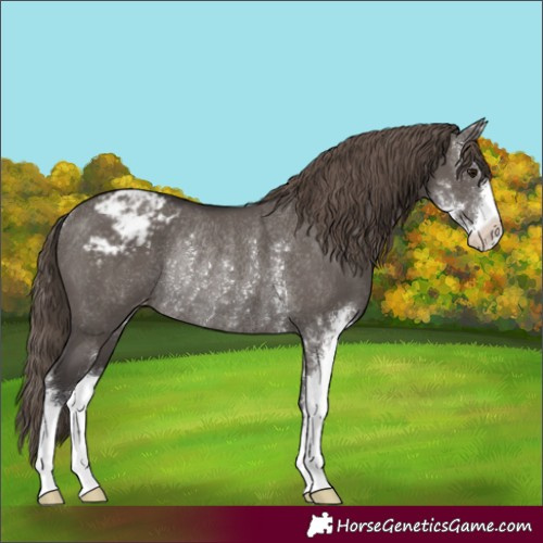 Horse Color:Smoky Grullo Sabino Appaloosa Rabicano