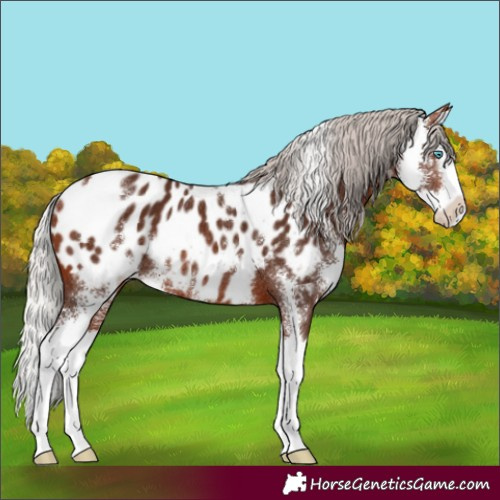 Horse Color:Silver Bay Sabino Splash Appaloosa Rabicano 