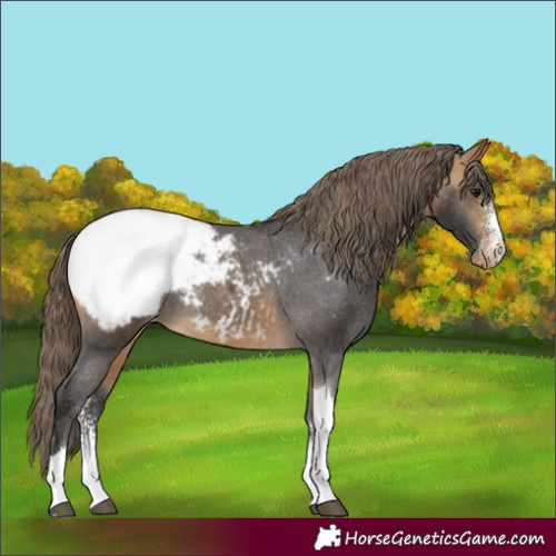 Horse Color:Buckskin Sabino Tobiano Snowcap Rabicano