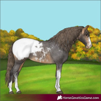 Horse Color:Buckskin Sabino Tobiano Snowcap Rabicano 