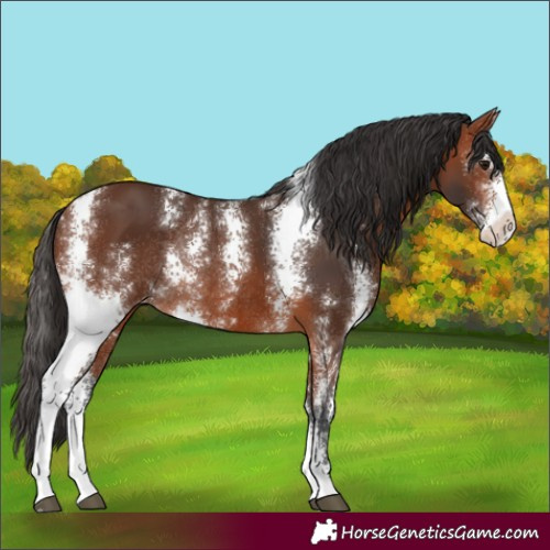 Horse Color:Bay Sabino Appaloosa Rabicano 