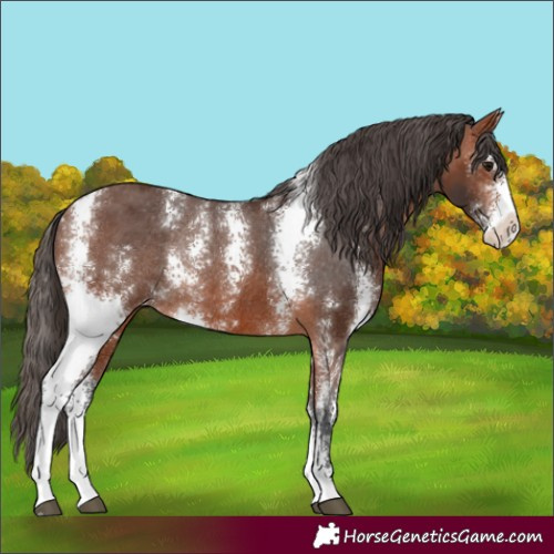 Horse Color:Bay Sabino Varnish Rabicano 