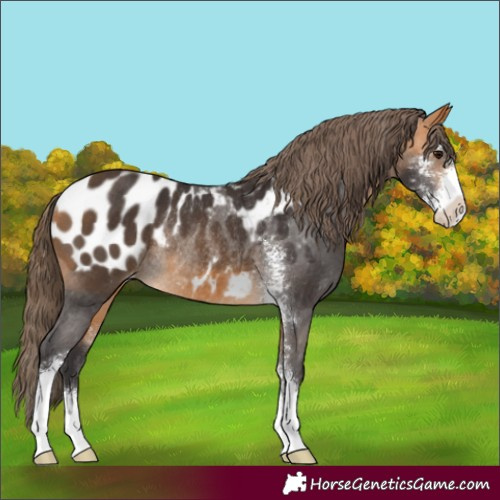 Horse Color:Buckskin Sabino Blanket Rabicano