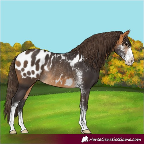 Horse Color:Buckskin Sabino Appaloosa Rabicano 