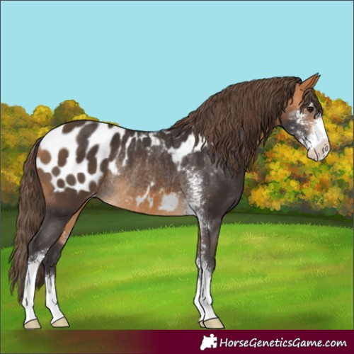 Horse Color:Buckskin Sabino Appaloosa Rabicano 