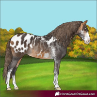 Horse Color:Buckskin Sabino Blanket Rabicano 