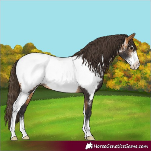 Horse Color:Buckskin Sabino Appaloosa Rabicano 