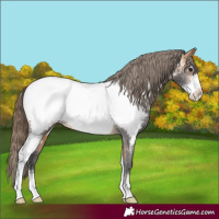 Horse Color:Buckskin Sabino Appaloosa Rabicano 