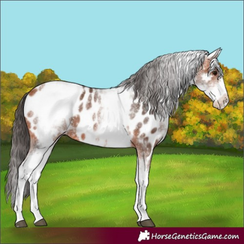 Horse Color:White Spotted Bay Sabino Appaloosa Rabicano 