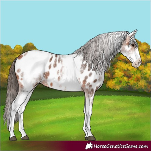 Horse Color:White Spotted Bay Sabino Appaloosa Rabicano 