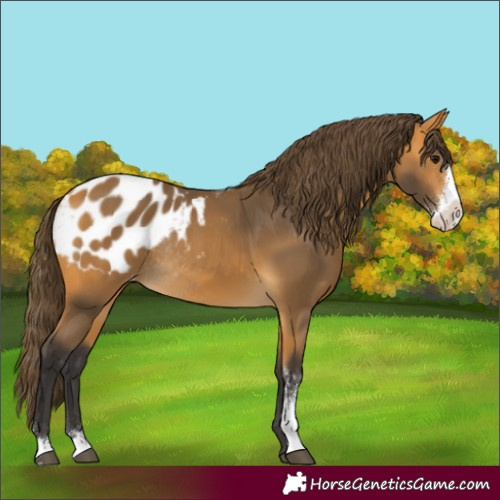 Horse Color:Buckskin Sabino Appaloosa Rabicano
