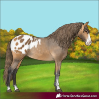 Horse Color:Buckskin Sabino Appaloosa Rabicano 