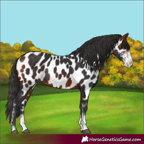 Horse Color:Bay Sabino Appaloosa Rabicano 