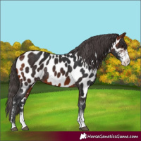 Horse Color:Bay Sabino Near Leopard Rabicano
