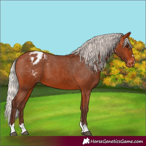 Horse Color:Silver Bay Appaloosa