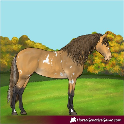Horse Color:White Spotted Buckskin Appaloosa 