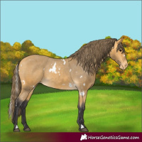 Horse Color:White Spotted Buckskin Varnish