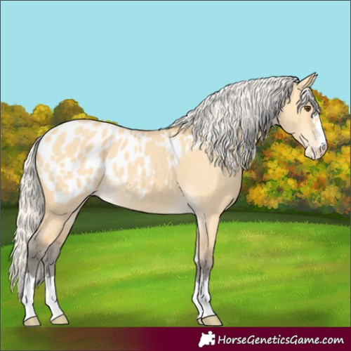Horse Color:Silver Buckskin Dun Appaloosa 