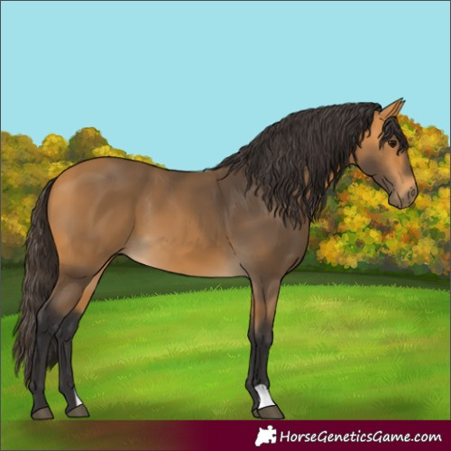 Horse Color:Buckskin