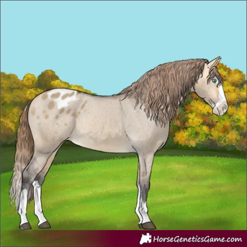 Horse Color:Buckskin Dun Splash Varnish