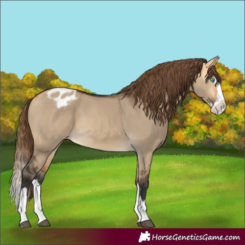 Horse Color:Buckskin Dun Splash Appaloosa 