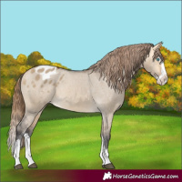 Horse Color:Buckskin Dun Splash Varnish 