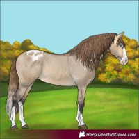 Horse Color:Buckskin Dun Splash Appaloosa