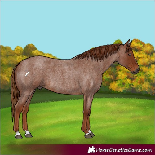 Horse Color:Gray Red Roan Rabicano 