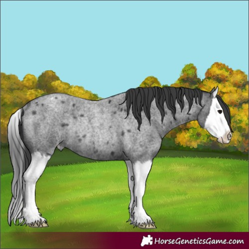Horse Color:Blue Roan Splash Appaloosa Rabicano 