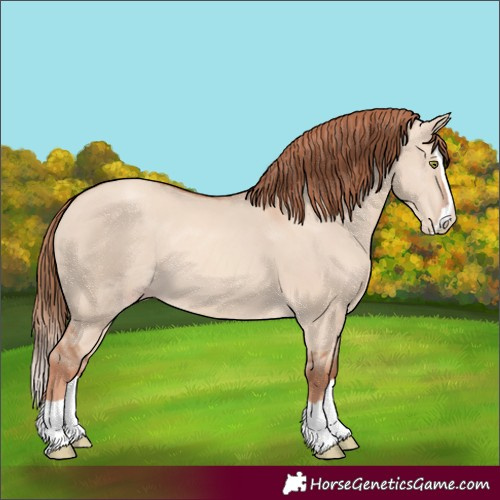 Horse Color:Gold Champagne Dun Splash 