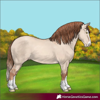 Horse Color:Gold Champagne Dun Splash 