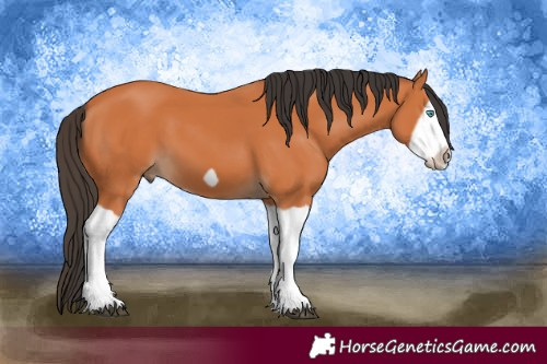 Horse Color:Unknown 