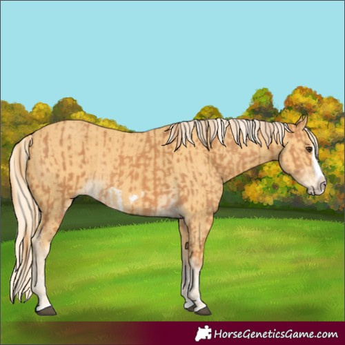 Horse Color:Chestnut Splash Frame  and Palomino Splash Frame 