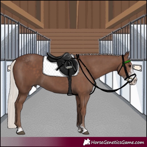 Horse Color:Silver Black Sabino 