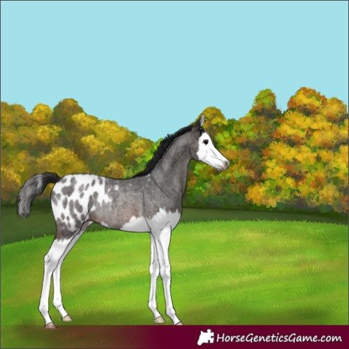 Horse Color:Gray Bay Roan Splash Blanket Rabicano 