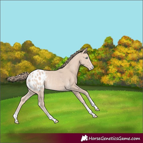Horse Color:Perlino Blanket Rabicano